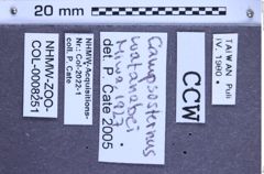 Etikette zu Campsosternus watanabei (NHMW-ZOO-COL-0008251)